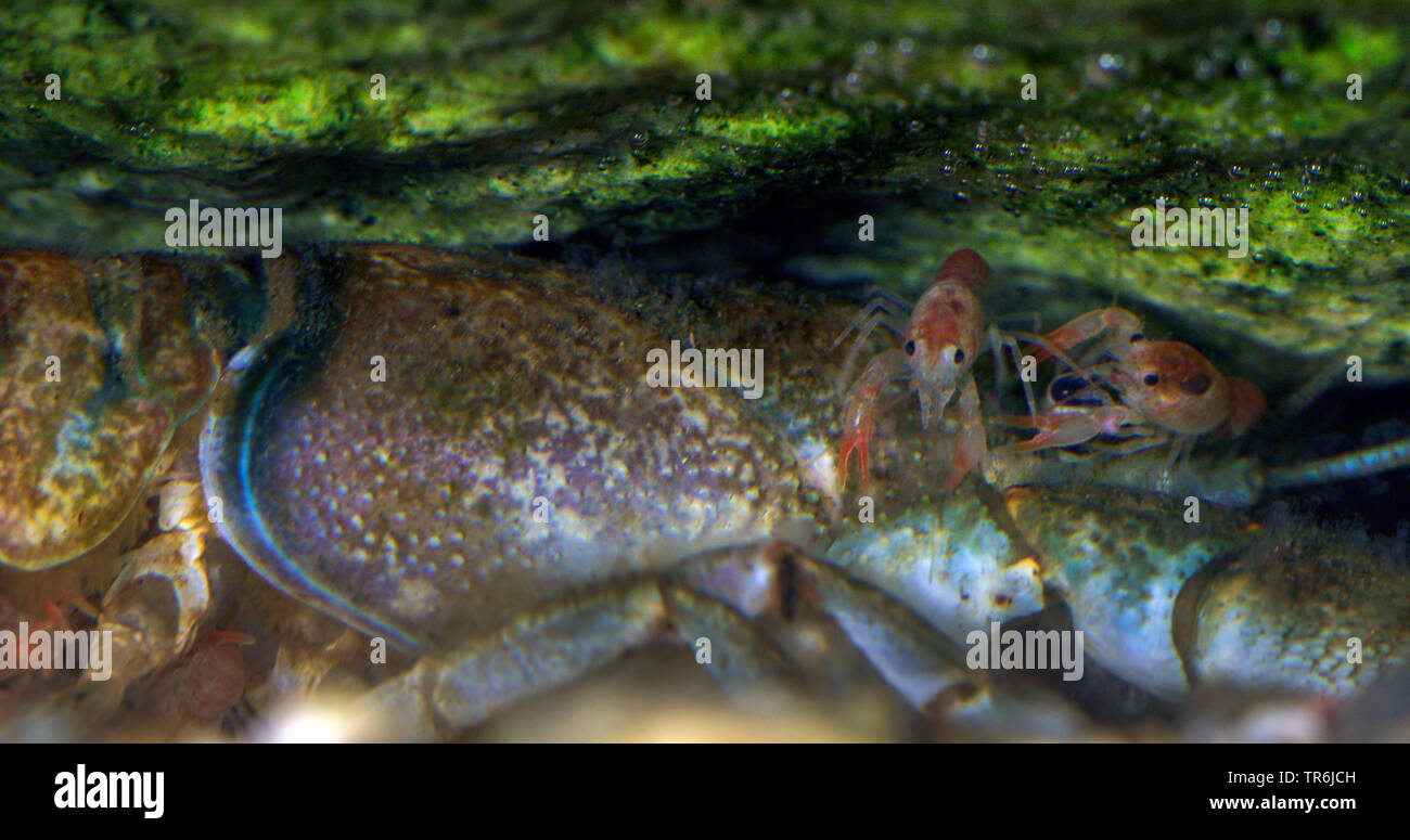 Stone crayfish, Torrent crayfish (Astacus torrentium, Austropotamobius torrentium, Potamobius torrentium, Astacus saxatilis), female with juveniles on the back, Germany Stock Photo