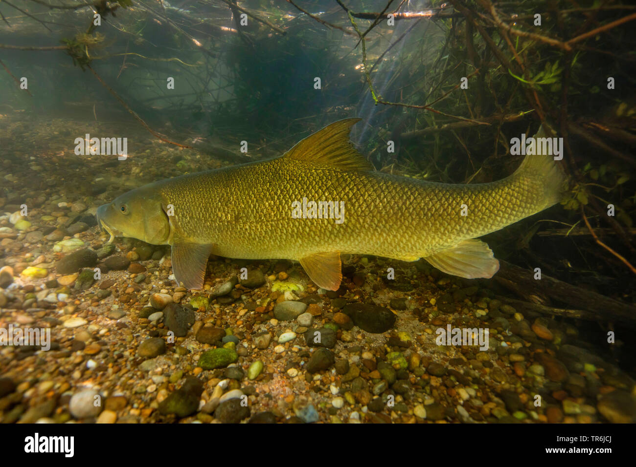 barbel (Barbus barbus), lateral view, Germany, Bavaria Stock Photo