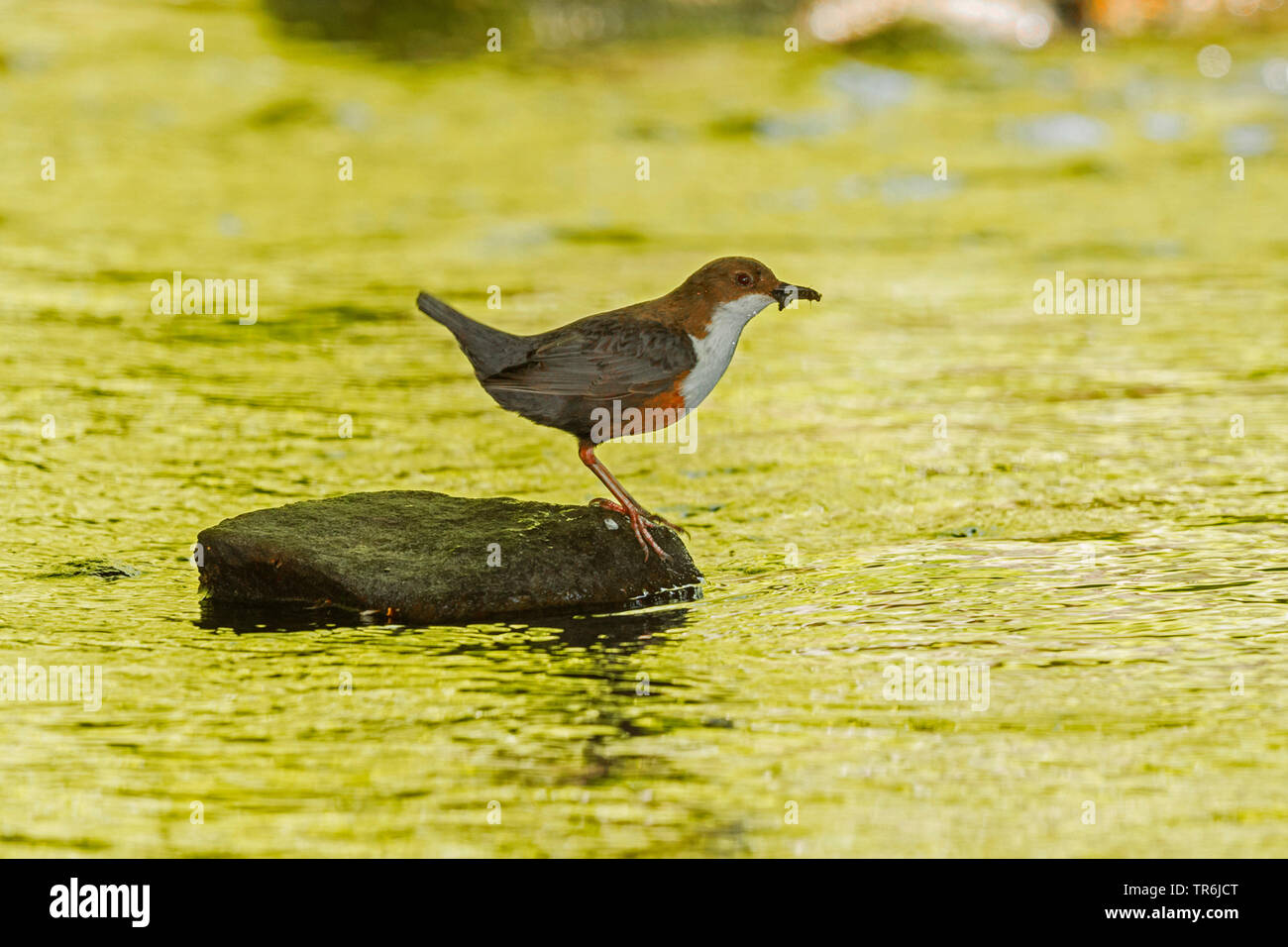 dipper (Cinclus cinclus), sitting on a stone in water with caught insects in the beak, Germany, Bavaria, Isental Stock Photo