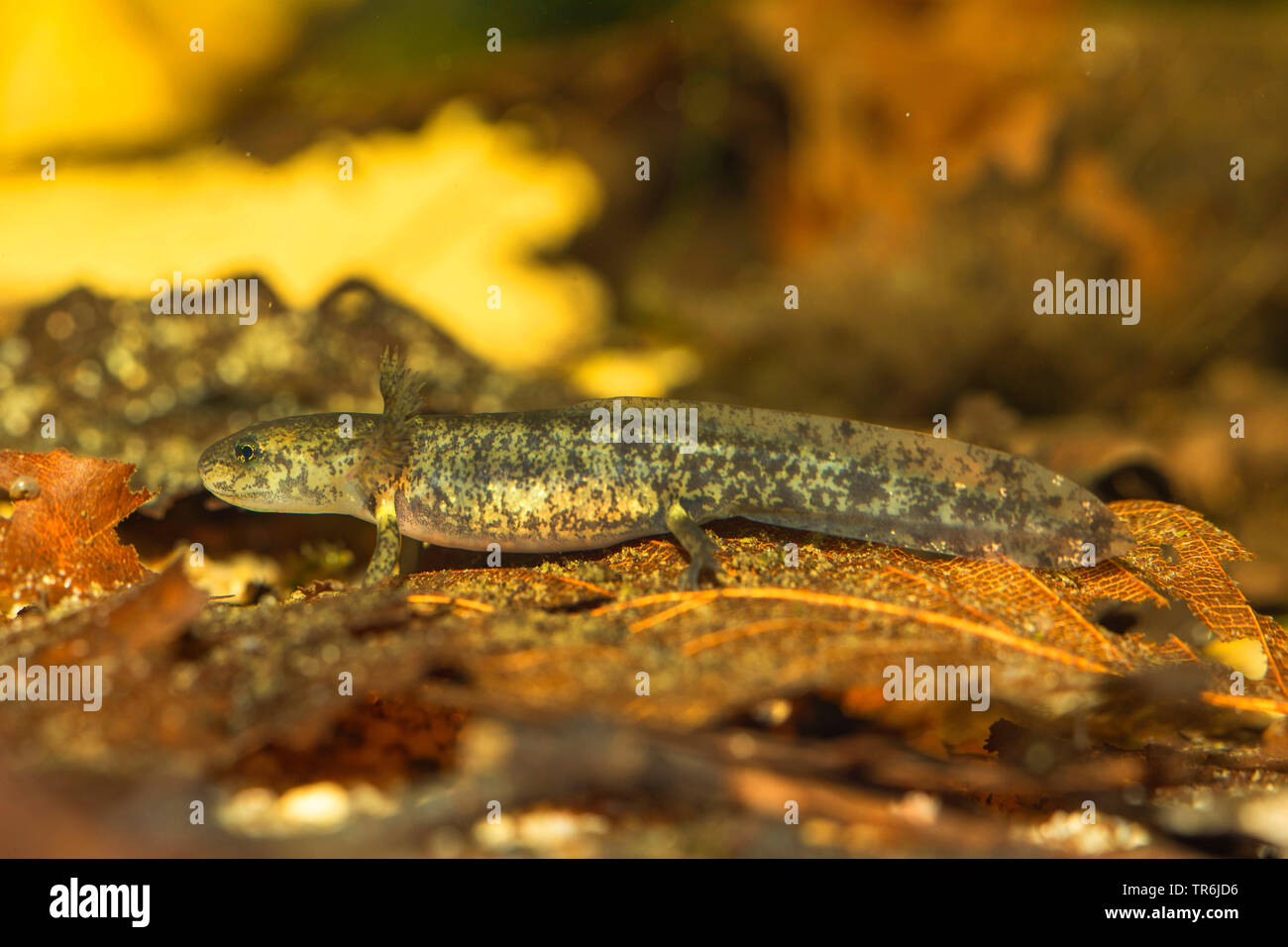 European fire salamander (Salamandra salamandra), larva just before end of metamorphosis, Germany Stock Photo