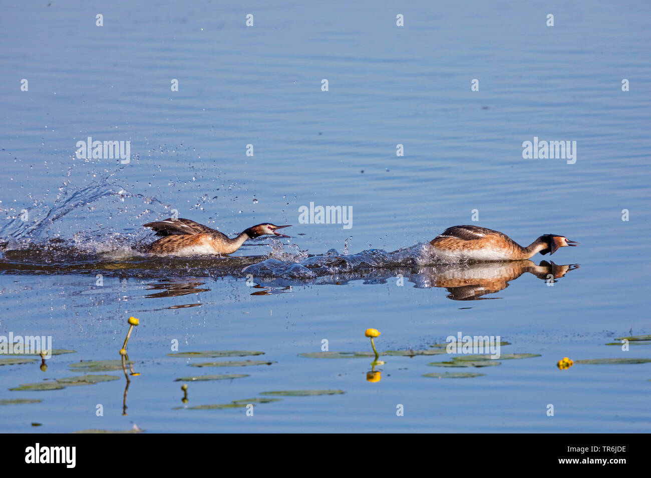 great crested grebe (Podiceps cristatus), males chasing over the lake surface, Germany, Bavaria Stock Photo