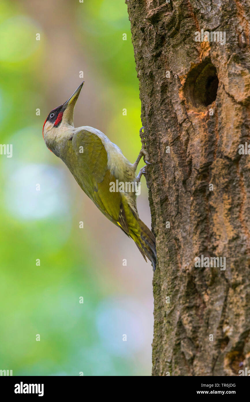 green woodpecker (Picus viridis), male at the breeding cave in the trunk of a black alder, Germany, Bavaria Stock Photo