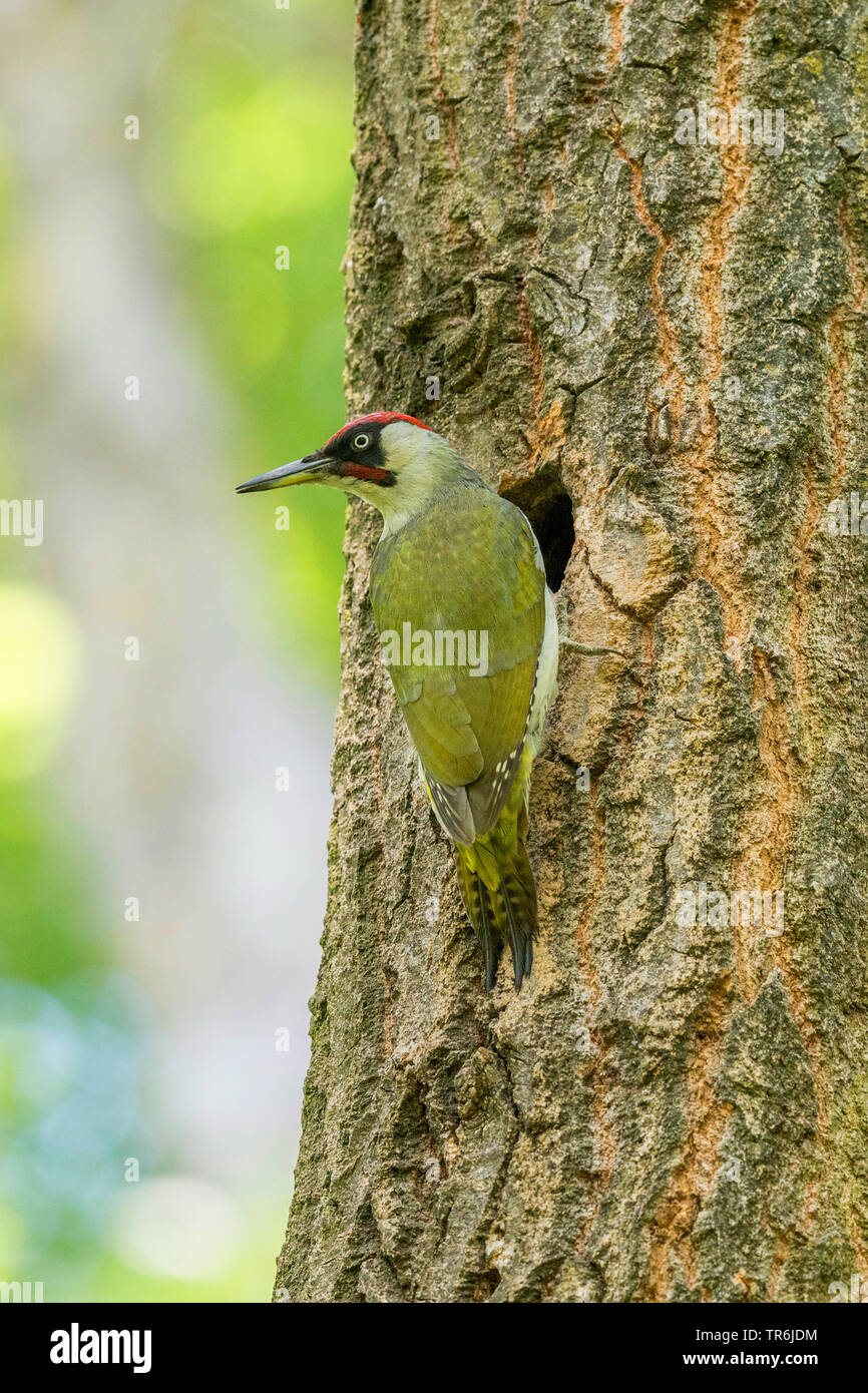 green woodpecker (Picus viridis), male at the breeding cave in the trunk of a black alder, Germany, Bavaria Stock Photo