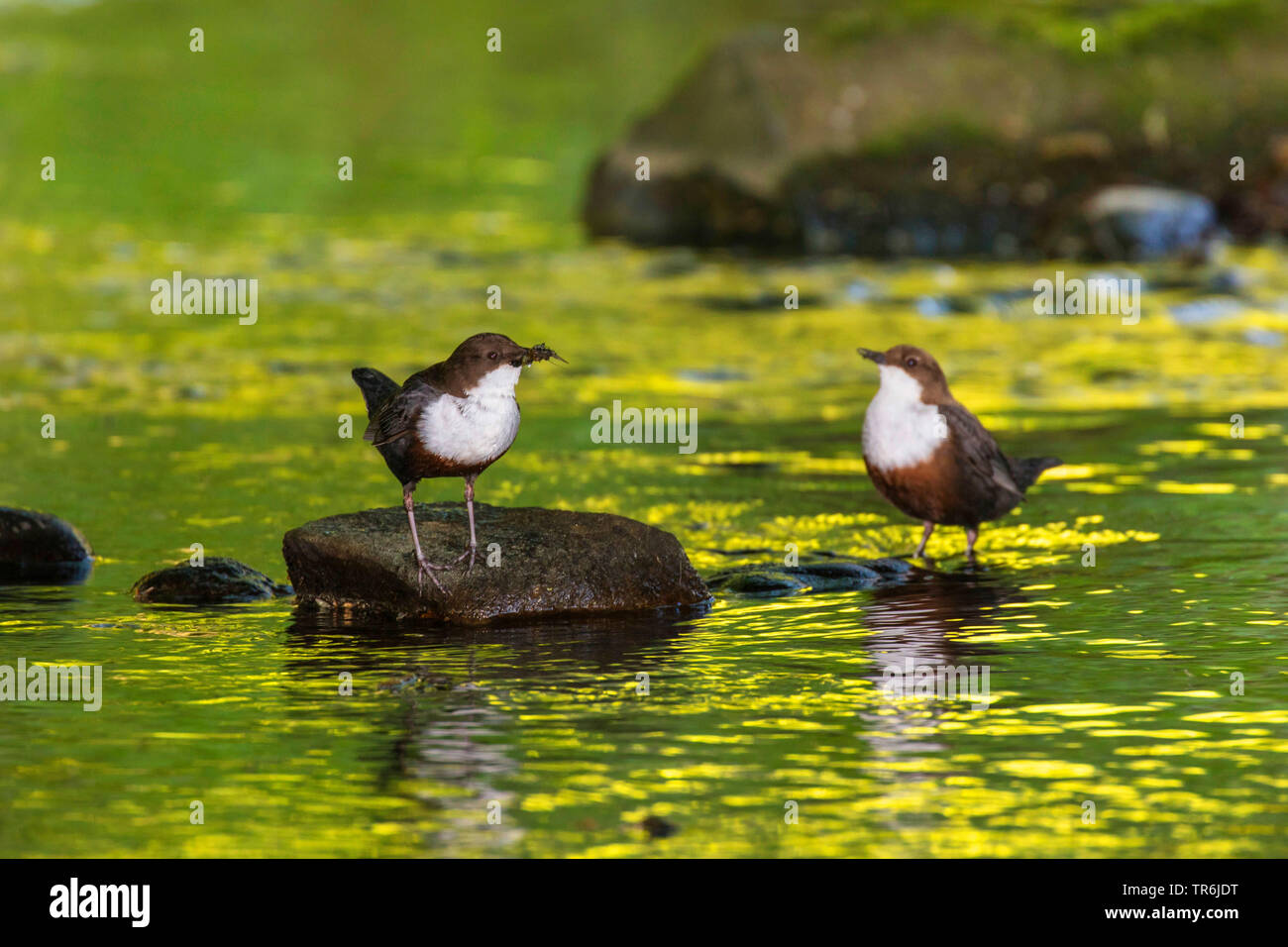 dipper (Cinclus cinclus), male and female on stones in a creek, Germany, Bavaria Stock Photo