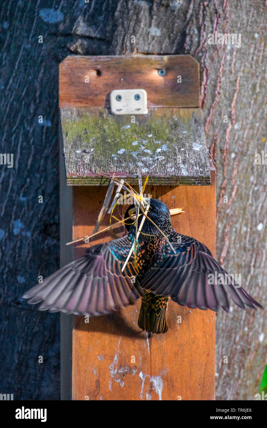 common starling (Sturnus vulgaris), with nesting material at a nesting box, Germany, Bavaria Stock Photo