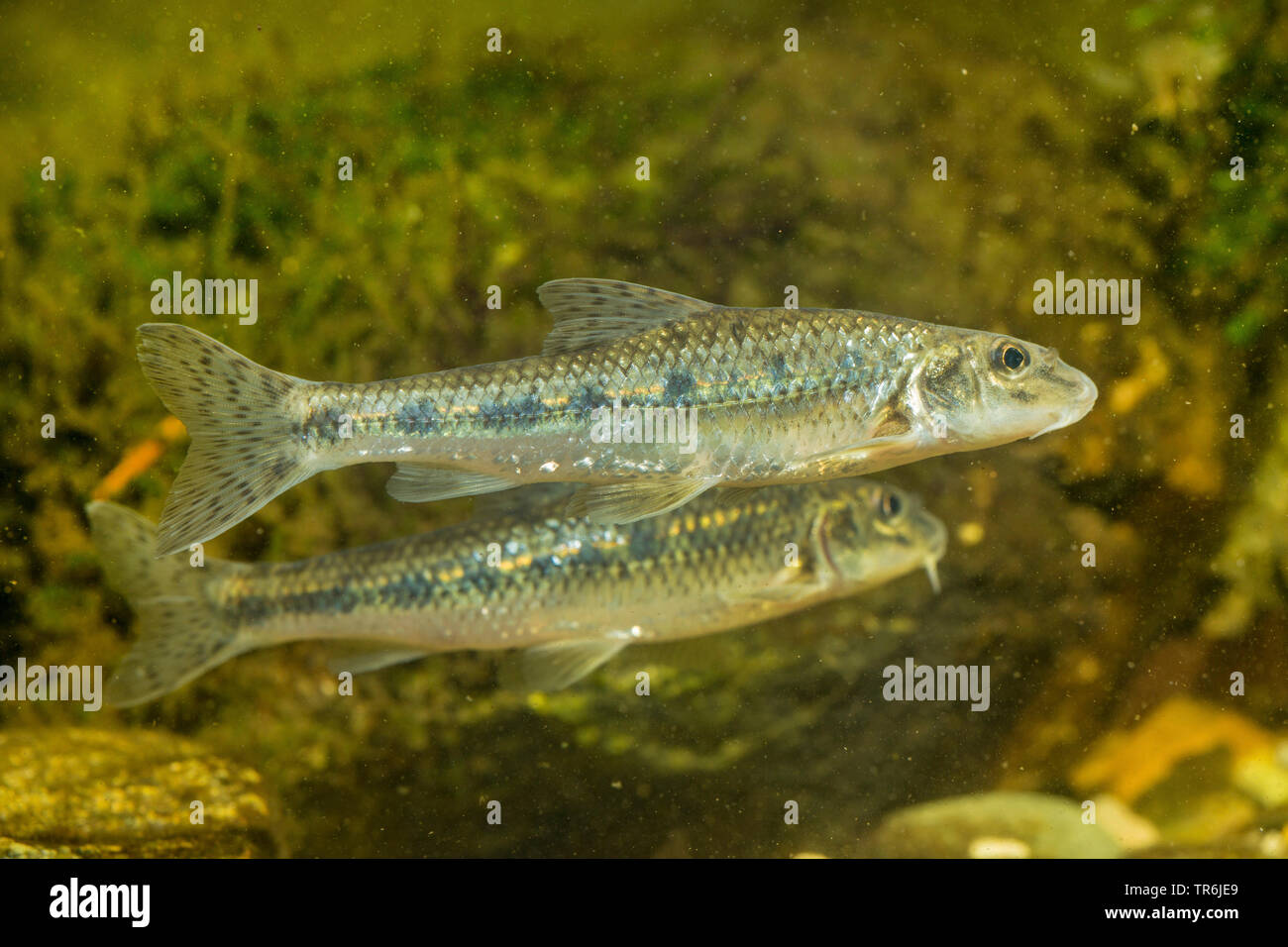 gudgeon (Gobio gobio), swimming, Germany Stock Photo Alamy