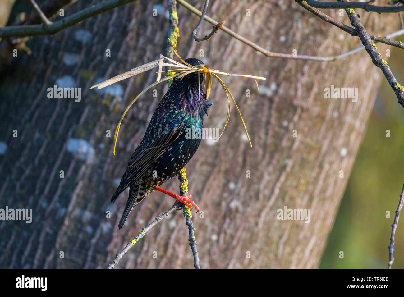 common starling (Sturnus vulgaris), with nesting material in the beak, Germany, Bavaria Stock Photo