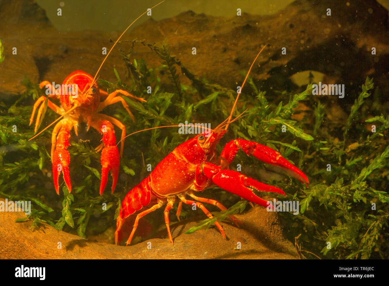 Louisiana red crayfish, red swamp crayfish, Louisiana swamp crayfish, red crayfish (Procambarus clarkii), male and female, Germany Stock Photo