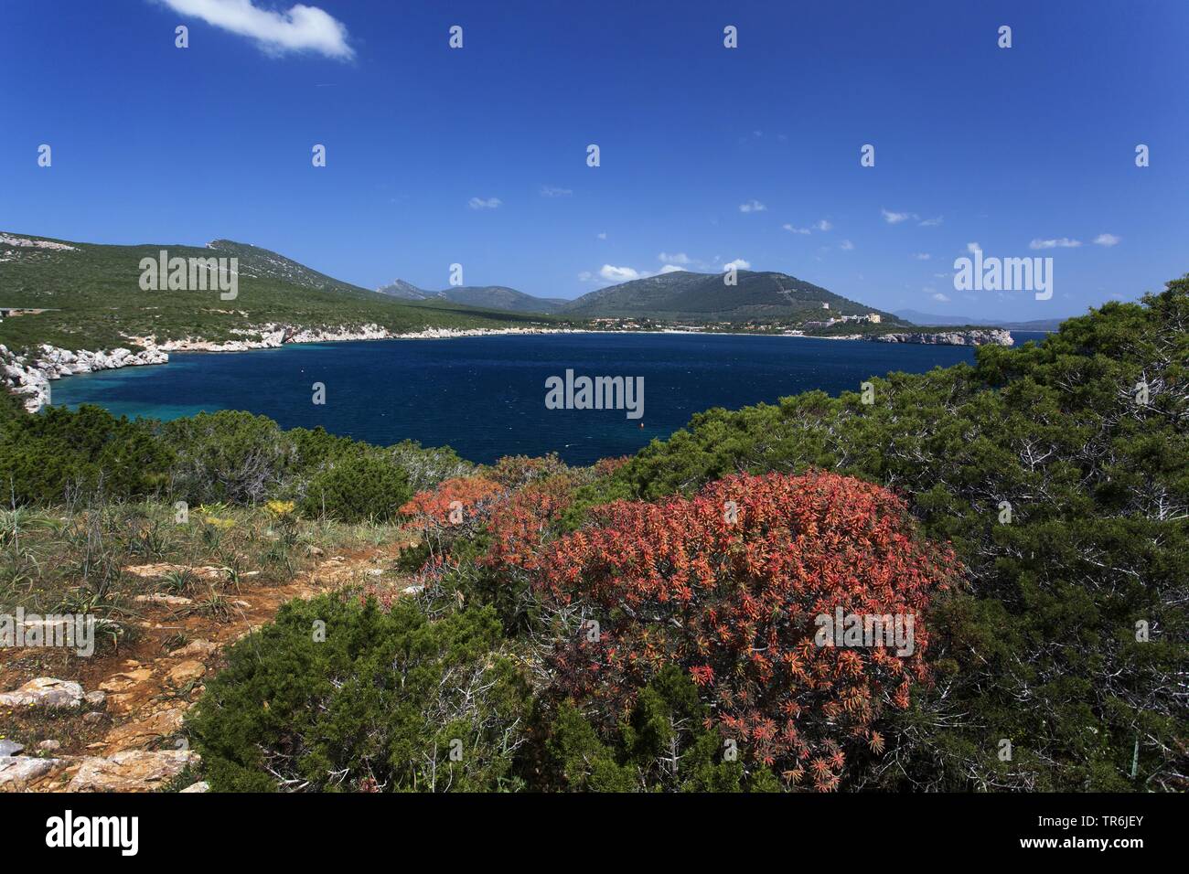 Woody Spurge (Euphorbia dendroides), coastal landscape Cala Tramariglio, Italy, Sardegna, Alghero Stock Photo