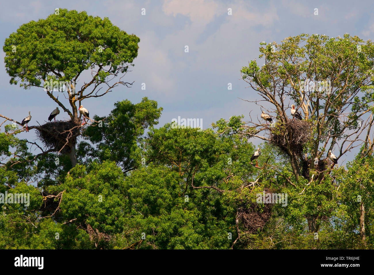 white stork (Ciconia ciconia), colonies in trees, Spain, Katalonia Stock Photo