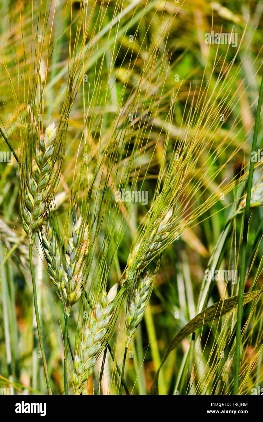 durum wheat, pasta wheat, macaroni wheat (Triticum turgidum ssp. durum, Triticum durum), ears, Germany Stock Photo