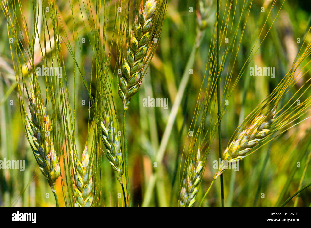 durum wheat, pasta wheat, macaroni wheat (Triticum turgidum ssp. durum, Triticum durum), ears, Germany Stock Photo