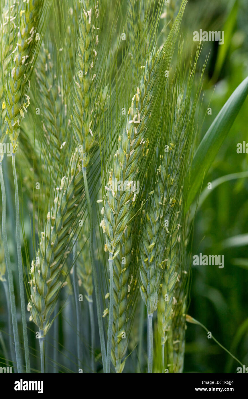 cultivated rye (Secale cereale), ears, Germany Stock Photo