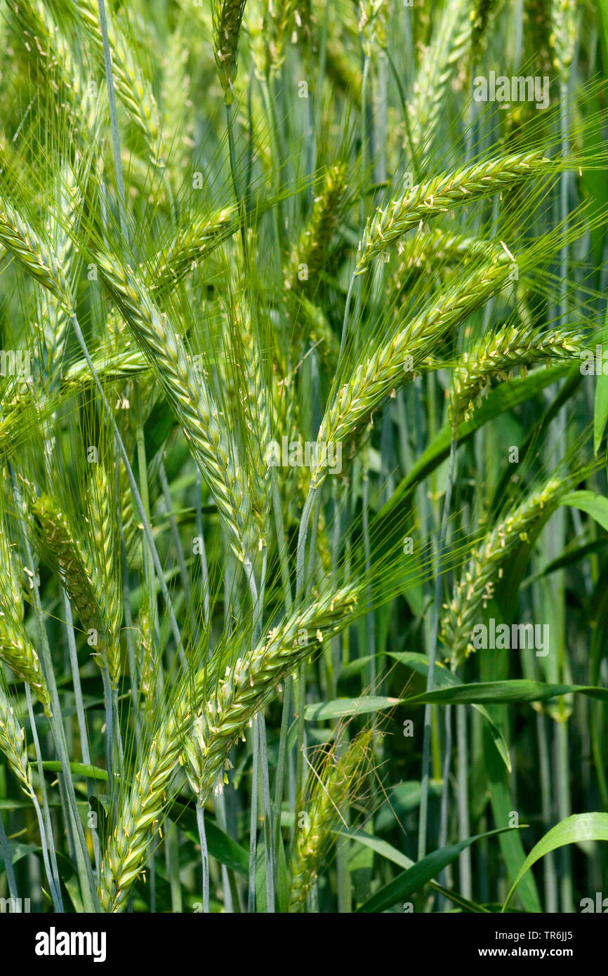 Triticale (Triticosecale,x Triticosecale), Triticale field, Germany ...