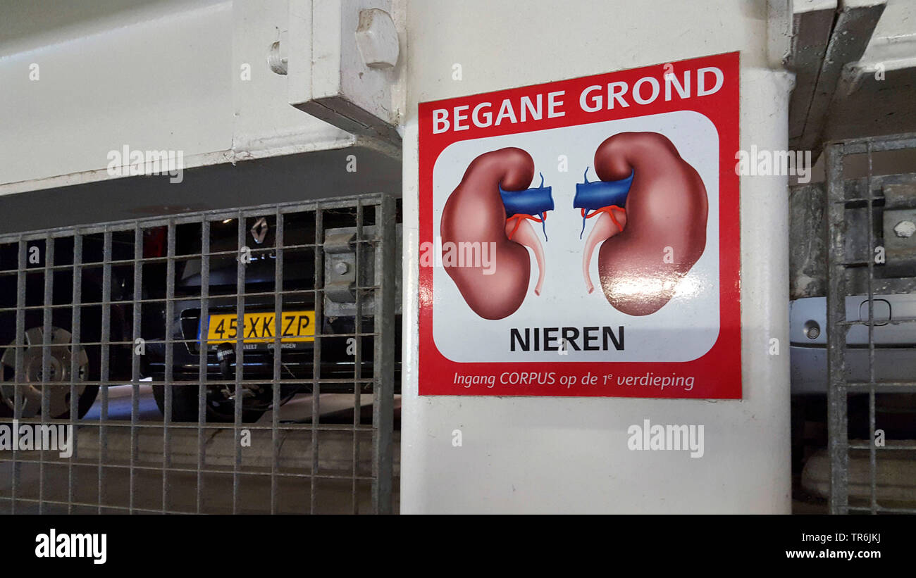 illustration of human organs in a garage of the exibition Corpus, kidneys, Netherlands, Leiden Stock Photo