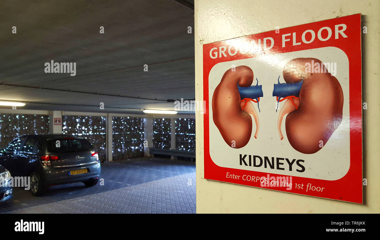 illustration of human organs in a garage of the exibition Corpus, kidneys, Netherlands, Leiden Stock Photo