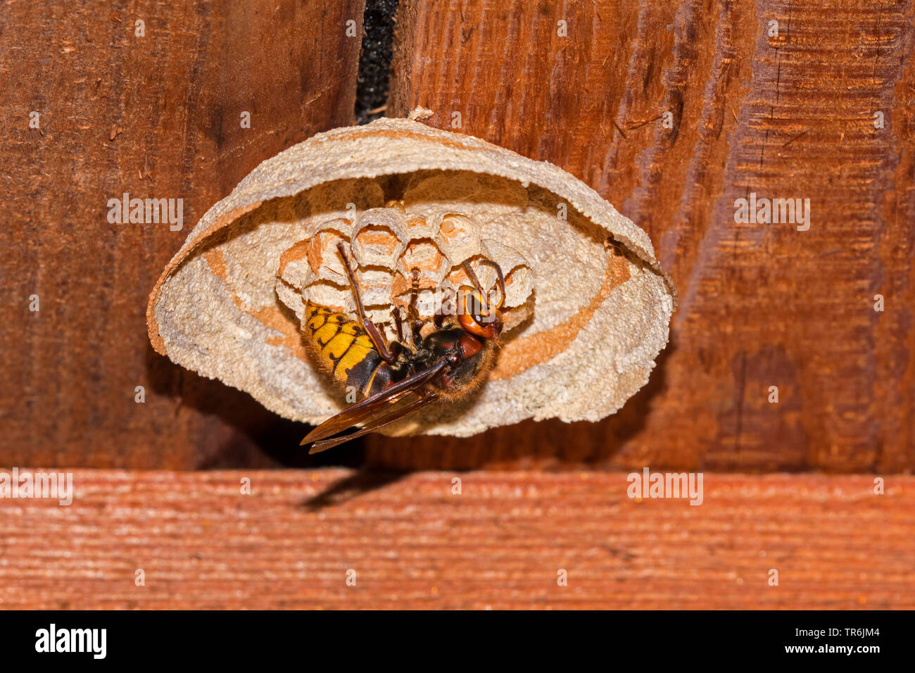 hornet, brown hornet, European hornet (Vespa crabro), queen building the nest, Germany, Bavaria Stock Photo