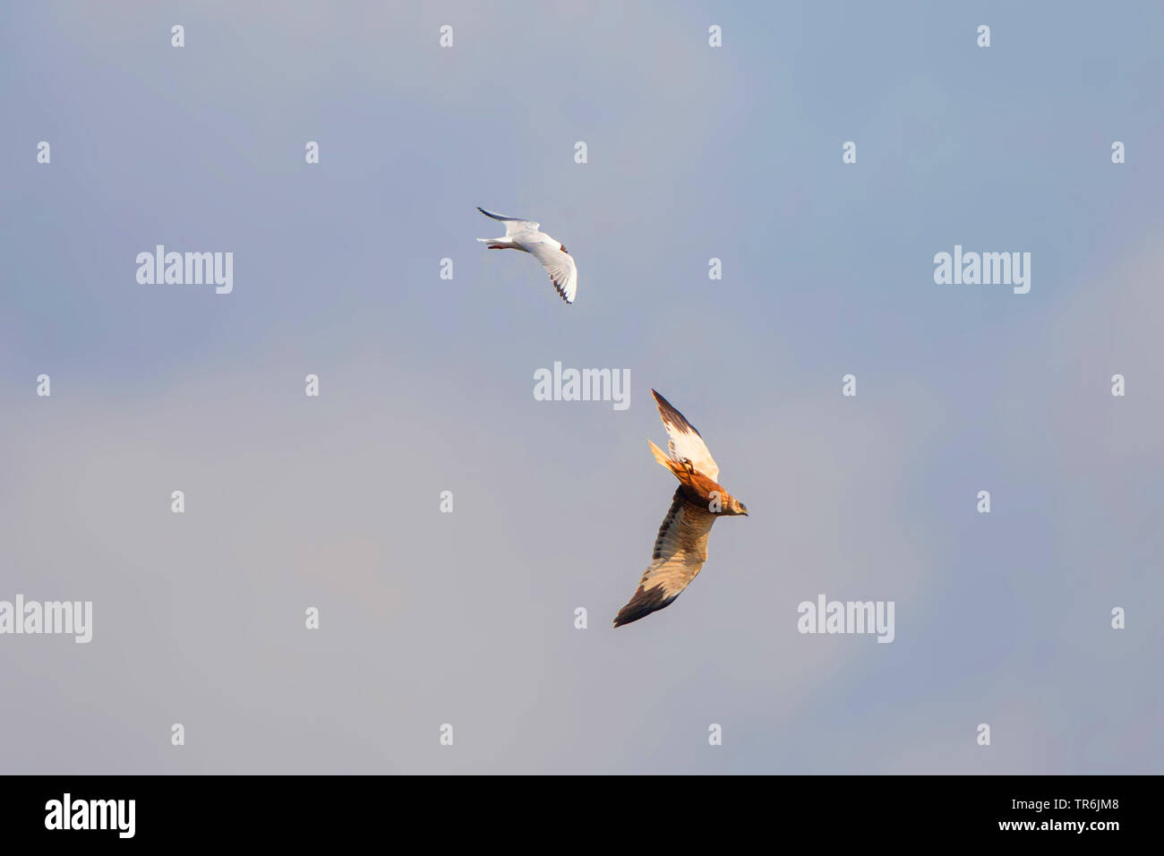 Western Marsh Harrier (Circus aeruginosus), male is attacked by a black-headed gull, Germany, Bavaria Stock Photo