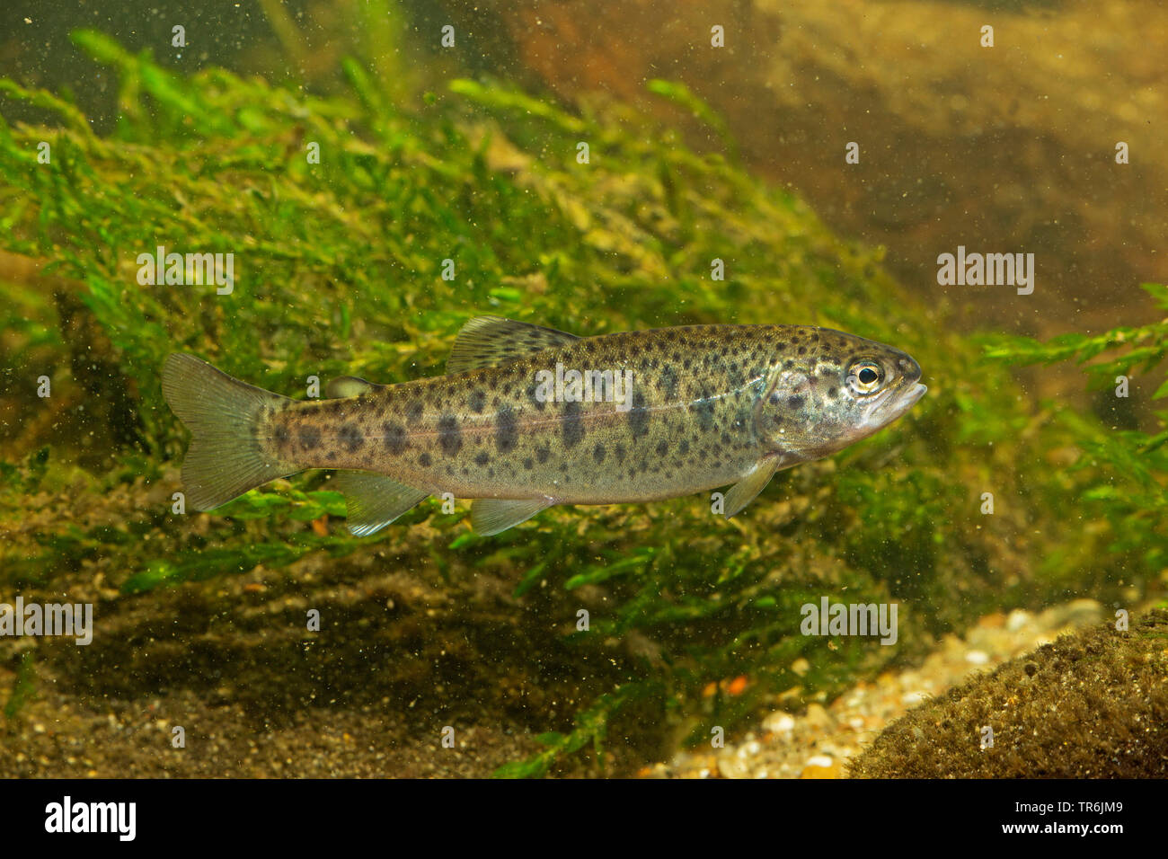 rainbow trout (Oncorhynchus mykiss, Salmo gairdneri), yuvenile, Germany Stock Photo