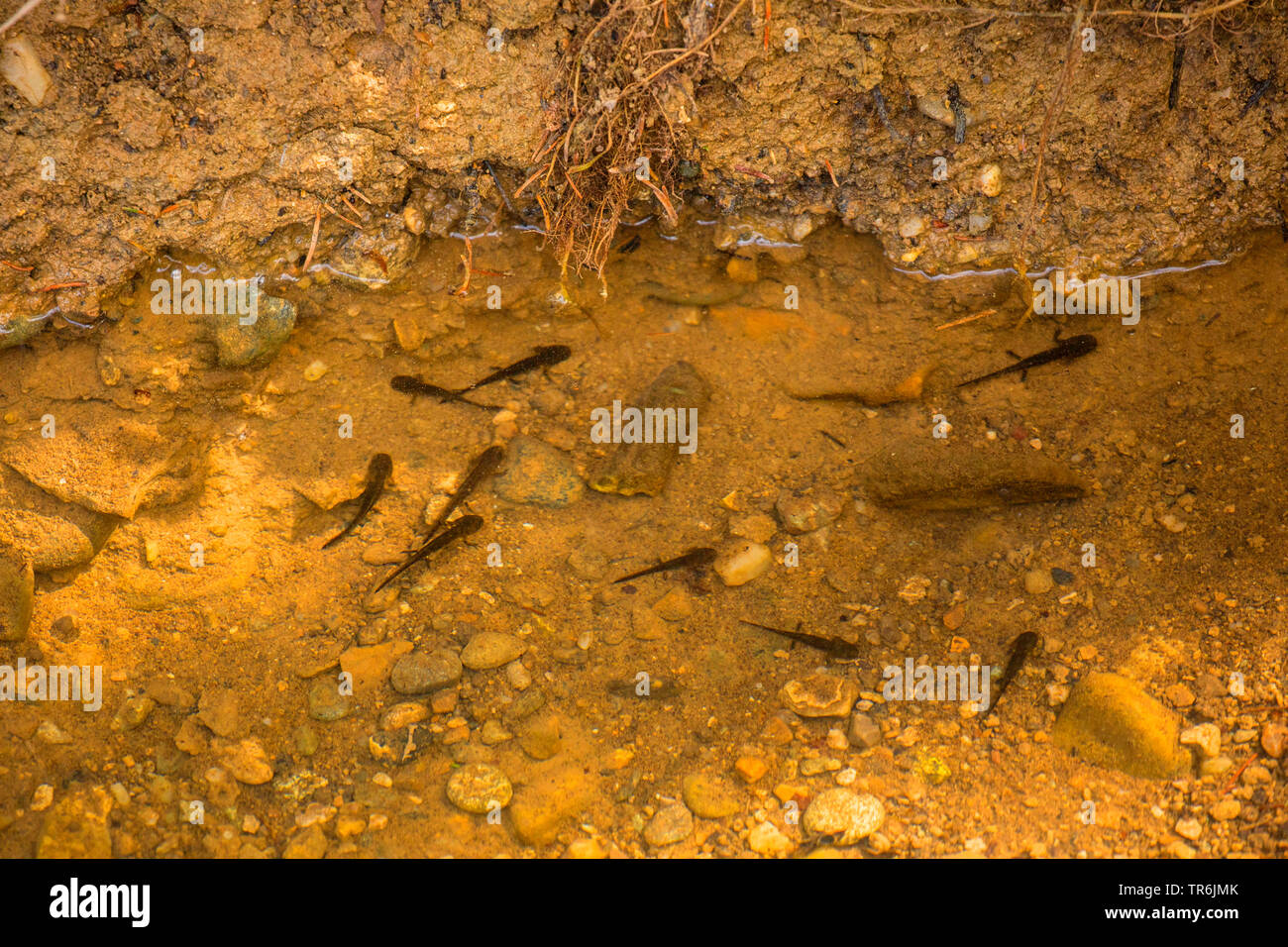 European fire salamander (Salamandra salamandra), larvae in water, Germany, Bavaria Stock Photo
