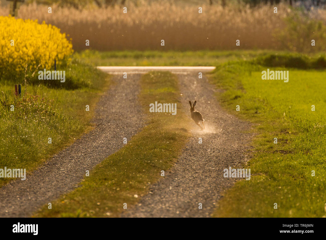European hare, Brown hare (Lepus europaeus), running along a pebble street, Germany, Bavaria, Erdinger Moos Stock Photo
