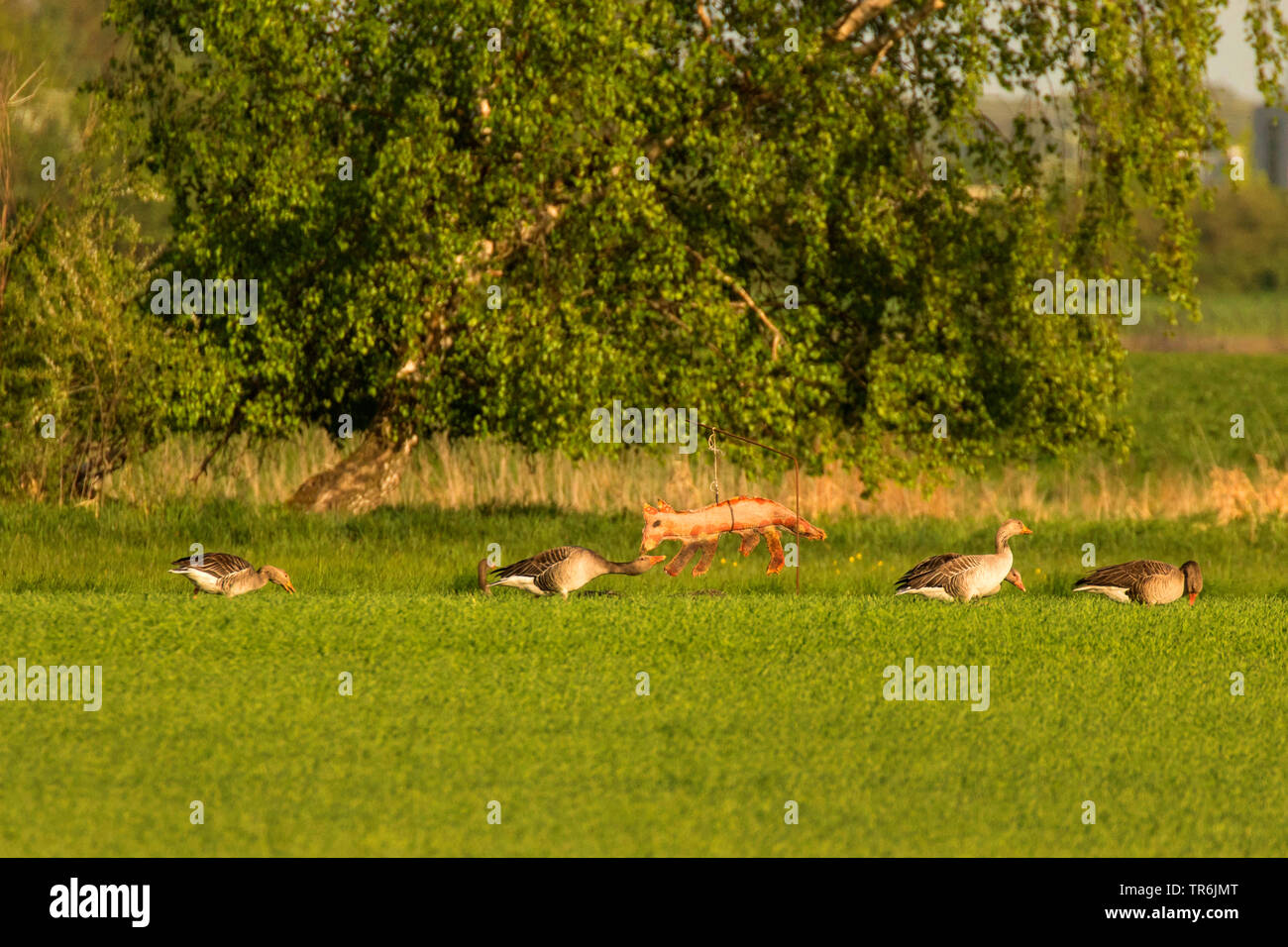 greylag goose (Anser anser), feeding crop in front of a fox dummy, Germany, Bavaria Stock Photo