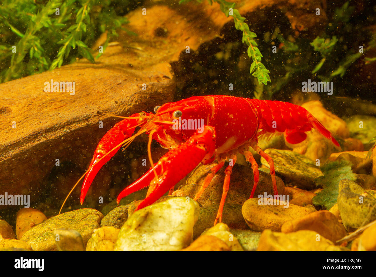 Louisiana red crayfish, red swamp crayfish, Louisiana swamp crayfish, red crayfish (Procambarus clarkii), female, Germany Stock Photo