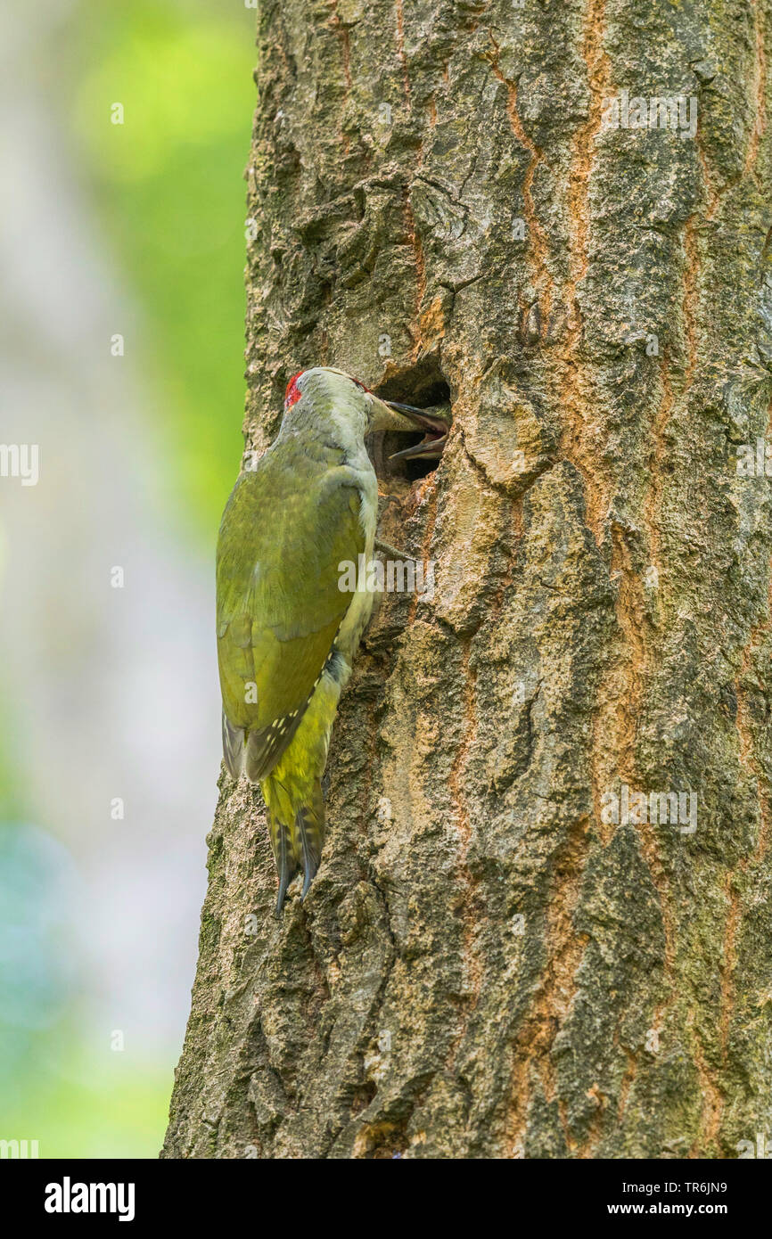 green woodpecker (Picus viridis), male feeding chicks in the cave, Germany, Bavaria Stock Photo