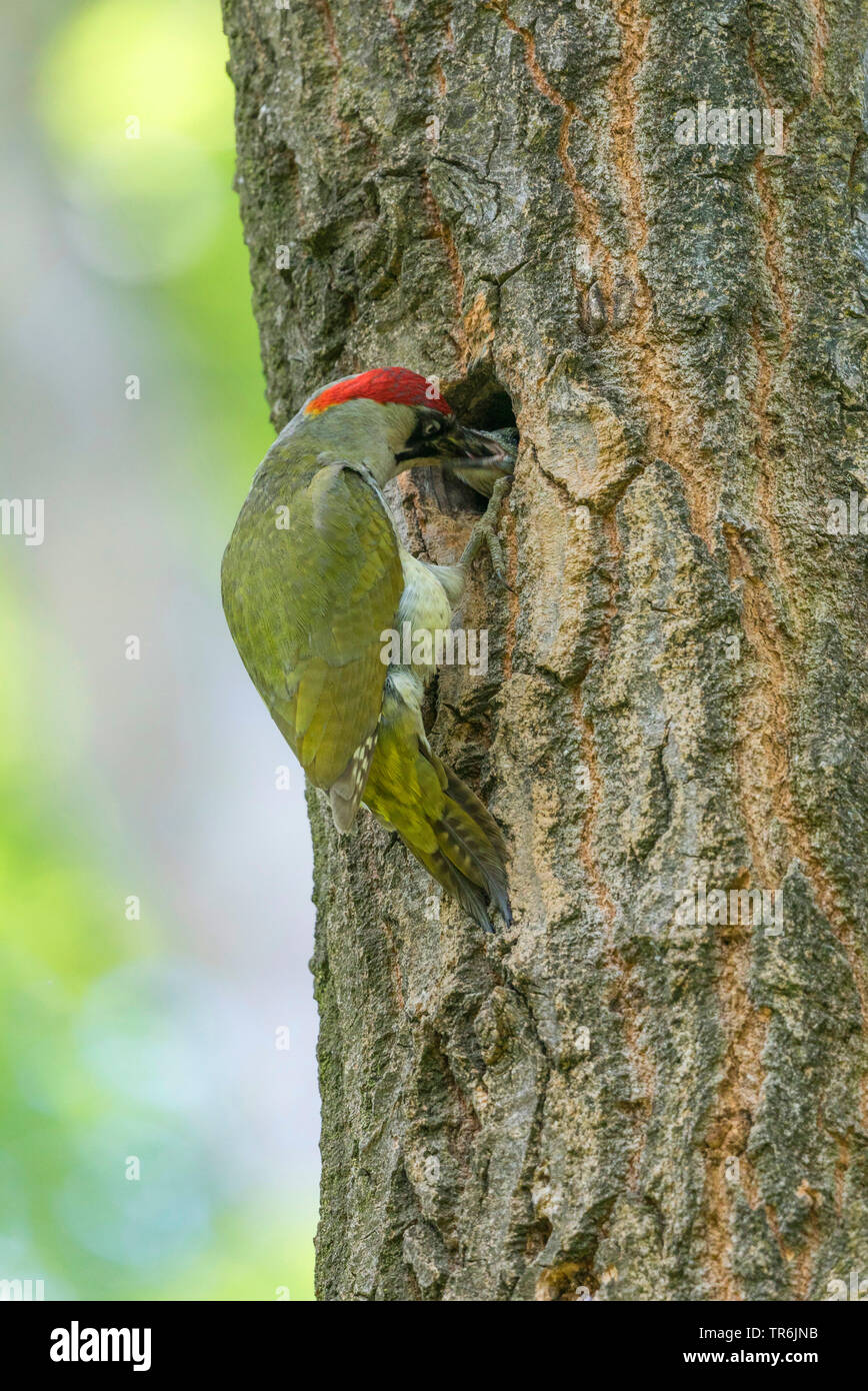 green woodpecker (Picus viridis), male feeding chicks in the cave, Germany, Bavaria Stock Photo