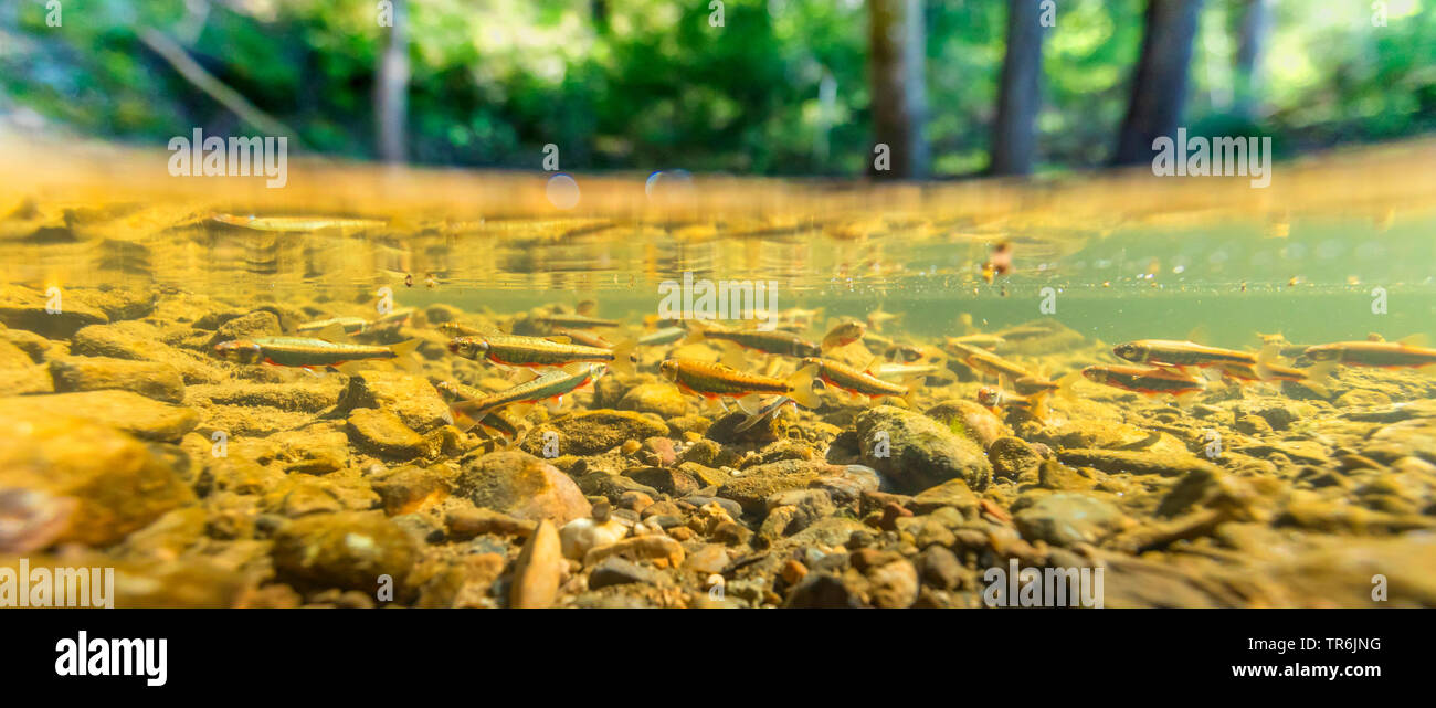minnow, Eurasian minnow (Phoxinus phoxinus), in nuptial colouration at spawning place, split level, Germany, Bavaria, Isental Stock Photo