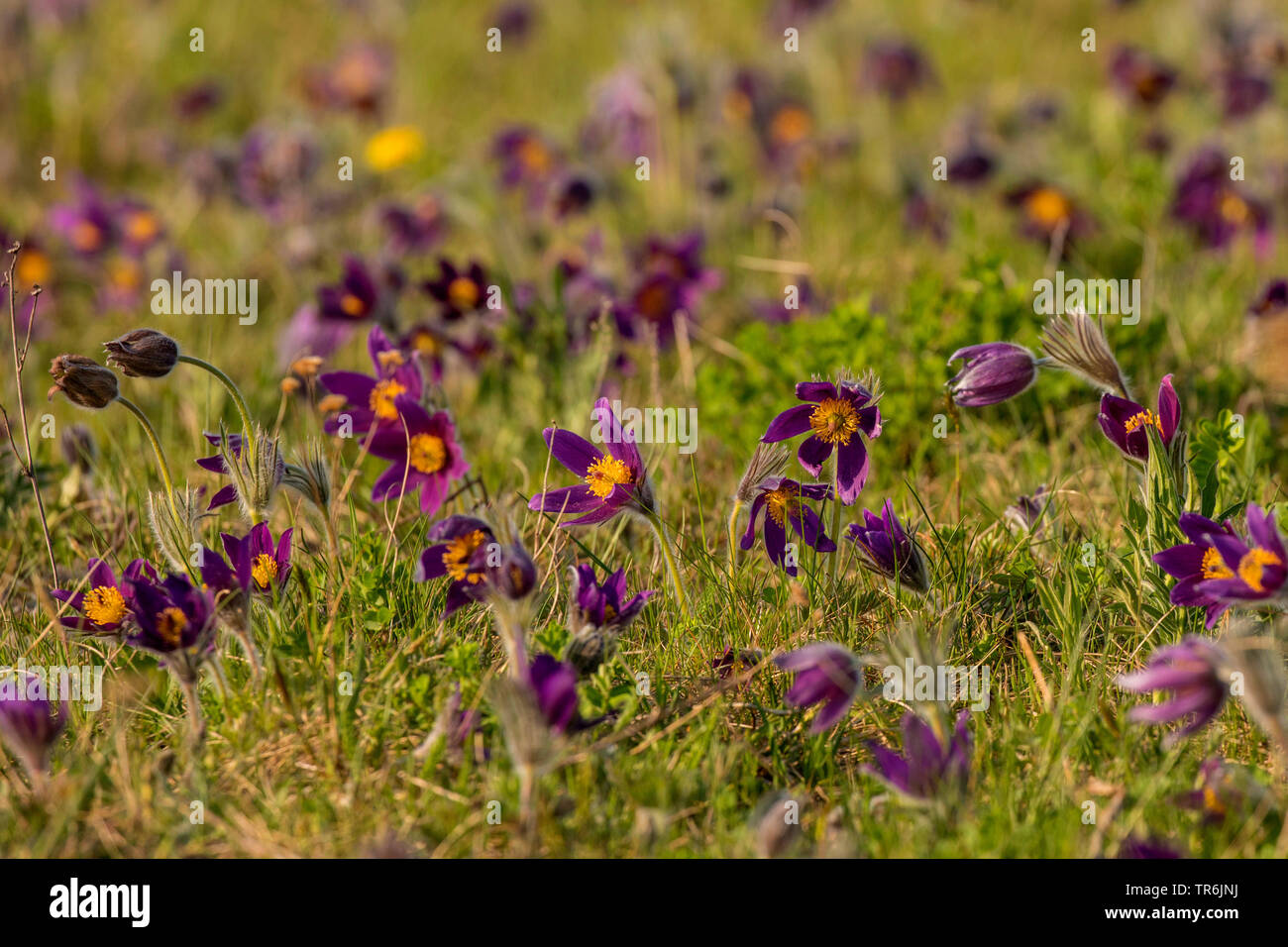 pasque flower (Pulsatilla vulgaris), blooming in a meadow, Germany, Bavaria Stock Photo