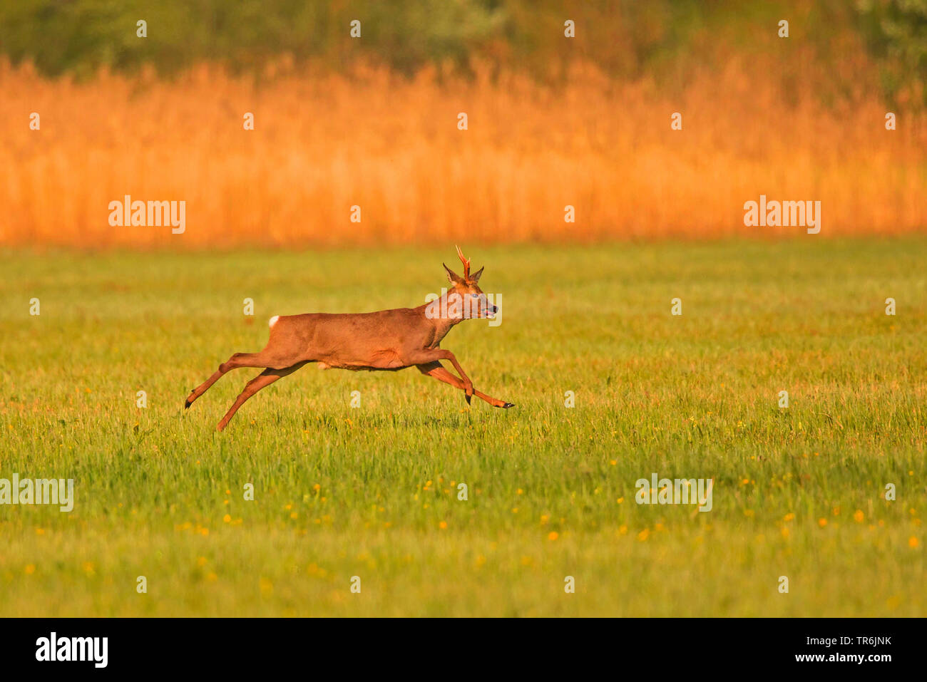 roe deer (Capreolus capreolus), buck running across a meadow, Germany, Bavaria Stock Photo