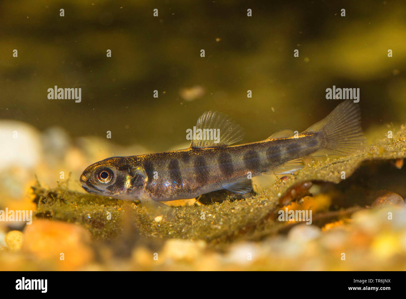 brown trout, river trout, brook trout (Salmo trutta fario), lateral view, Germany Stock Photo