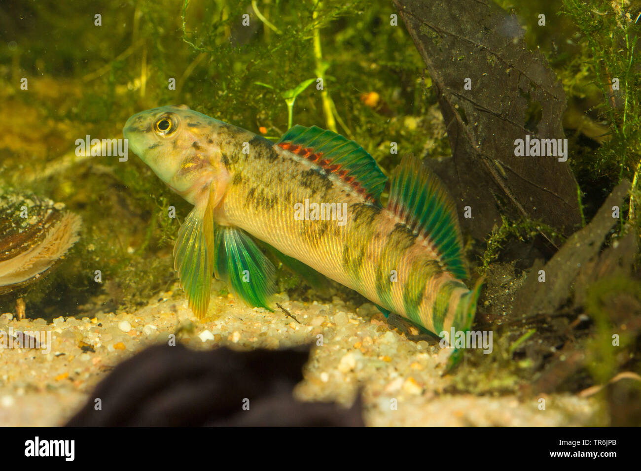 Greenside Darter (Etheostoma blennioides), male Stock Photo