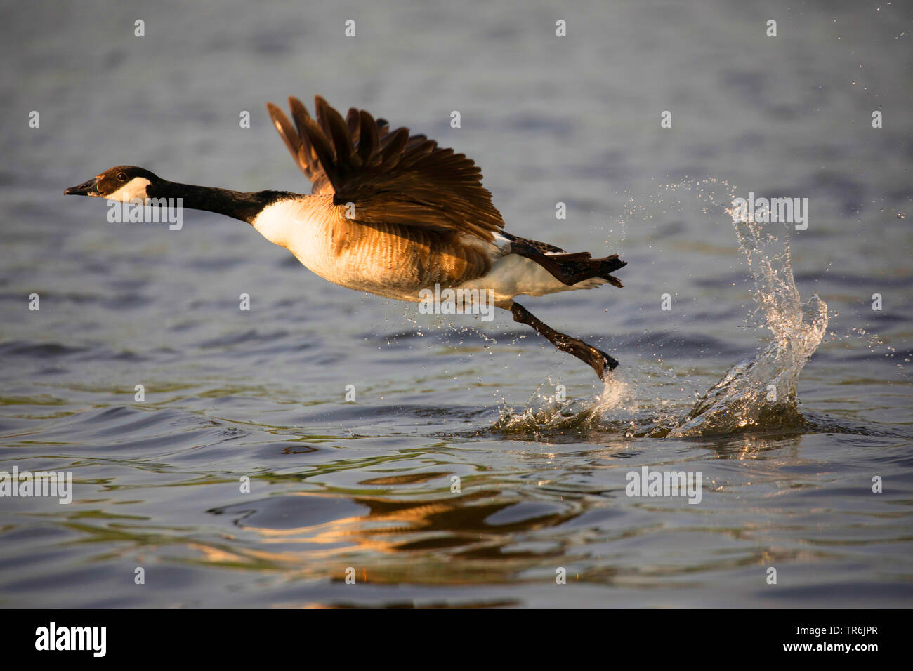 Canada goose (Branta canadensis), starting from water, Germany, Bavaria Stock Photo
