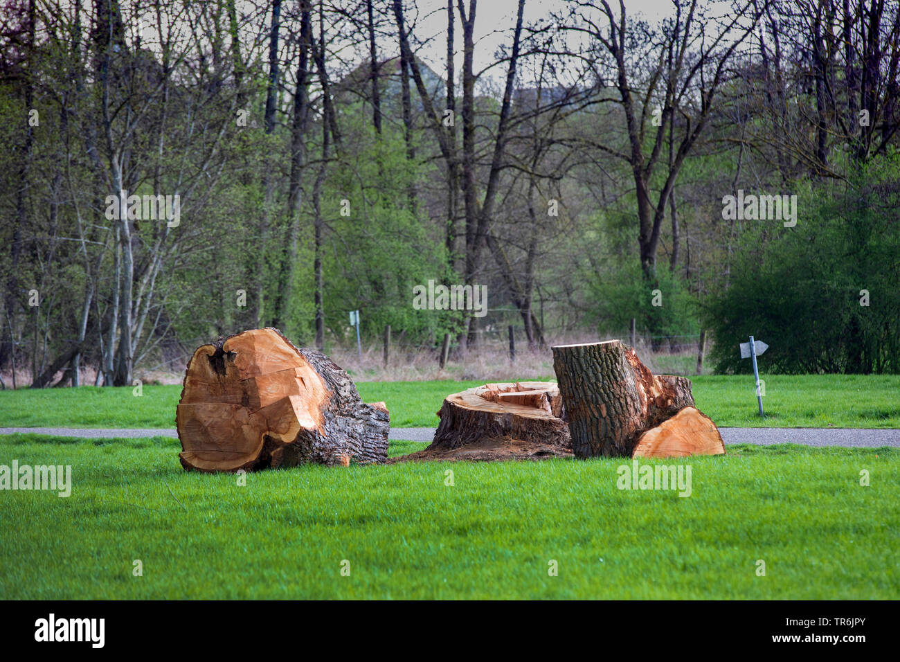 White willow (Salix alba), copped down 100 years old willow, Germany, Bavaria, Isental Stock Photo