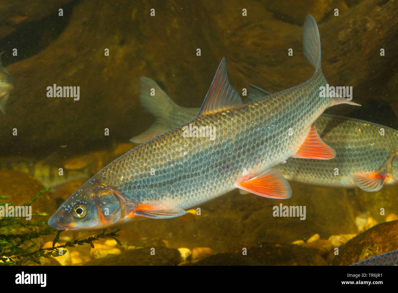 nase (Chondrostoma nasus), with nuptial colouration, Germany Stock Photo