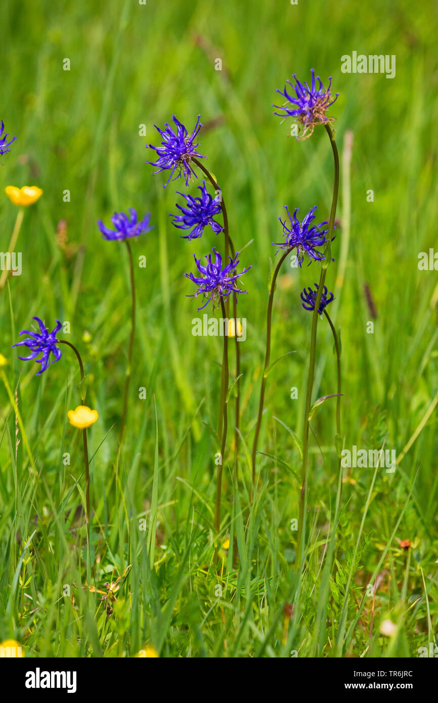 Round-headed rampion, Round headed rampion, Pride of Sussex (Phyteuma orbiculare), blooming, Germany Stock Photo