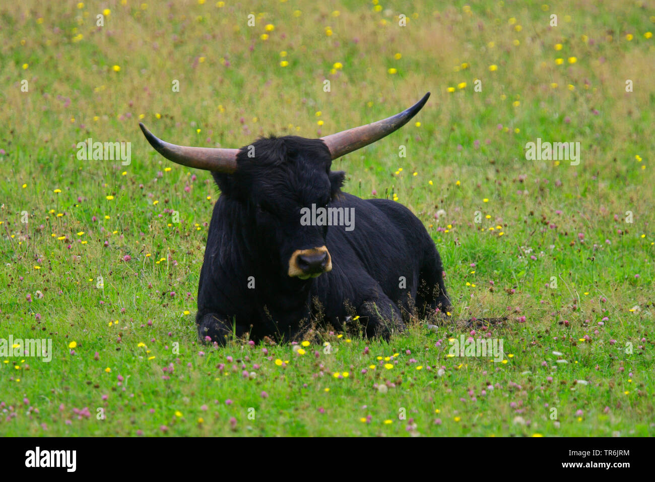 aurochs (Bos taurus, Bos primigenius), aurochs lying on a meadow, Germany Stock Photo