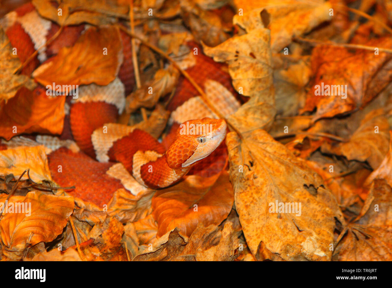 copperhead (Agkistrodon contortrix), hidden in foliage Stock Photo