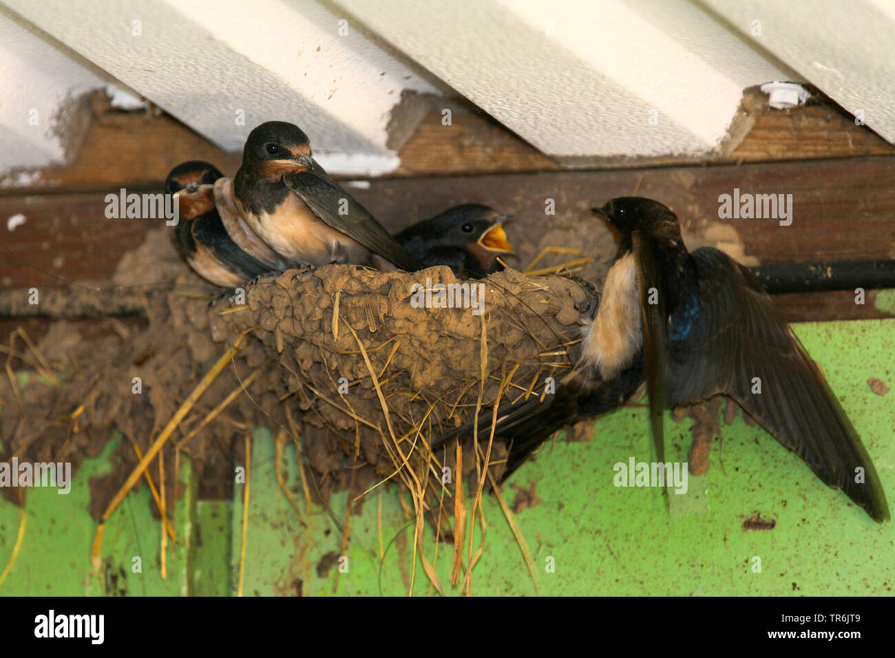 barn swallow (Hirundo rustica), begging juveniles in the neat, Germany Stock Photo