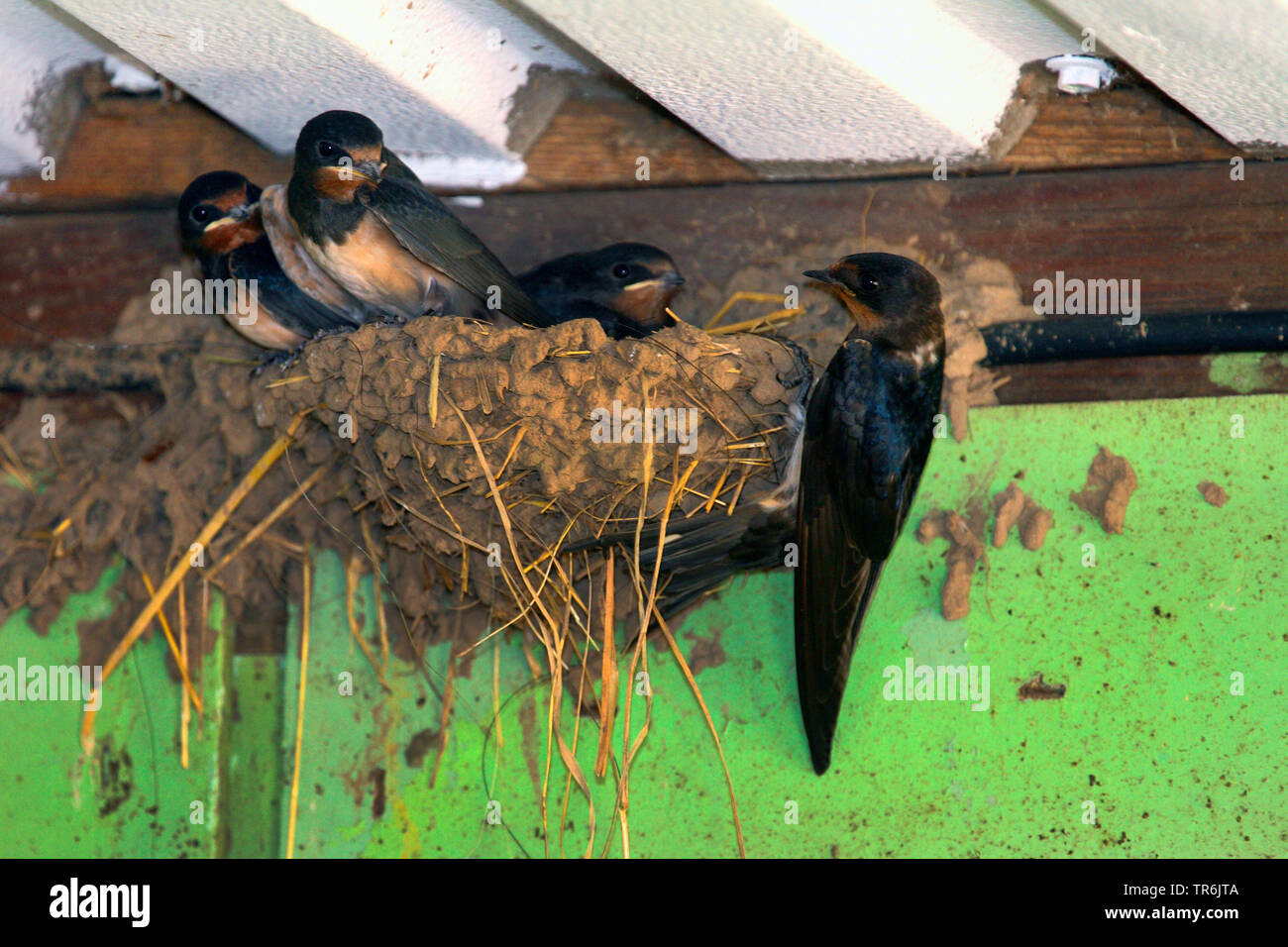 barn swallow (Hirundo rustica), begging juveniles in the neat, Germany Stock Photo