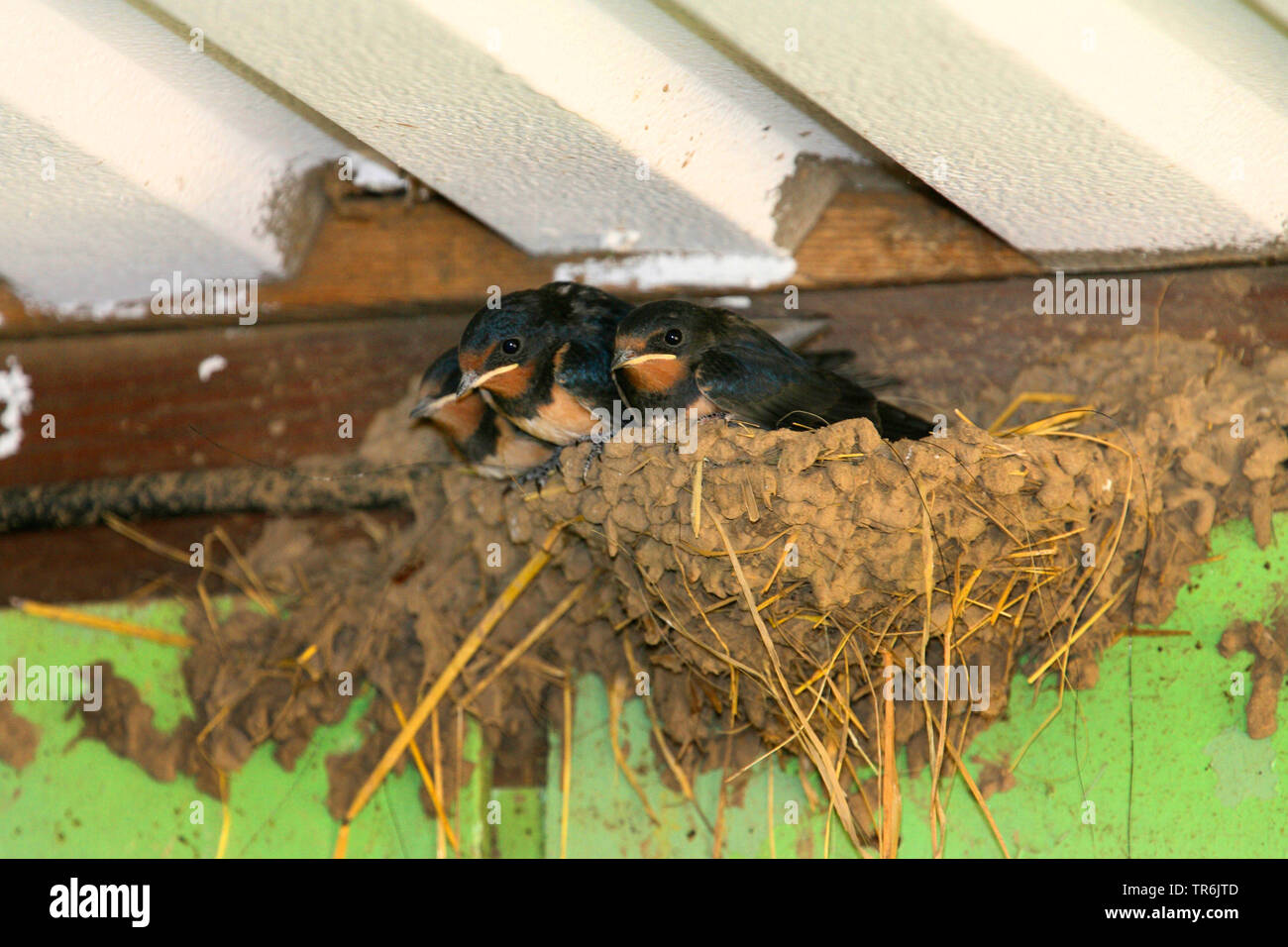barn swallow (Hirundo rustica), juveniles in the neat, Germany Stock Photo