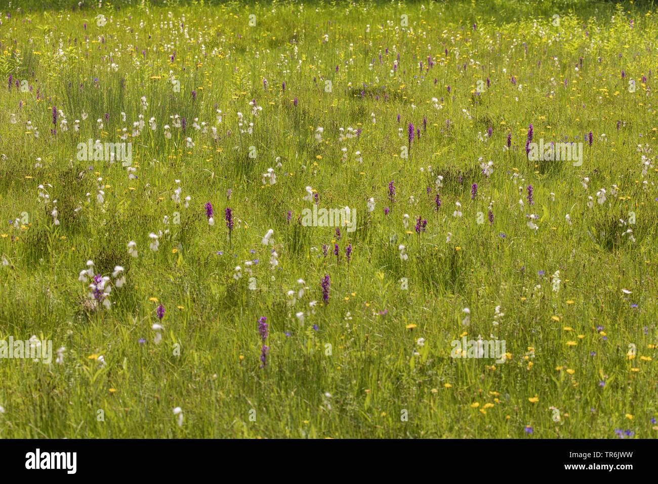 common spotted-orchid (Dactylorhiza fuchsii, Dactylorhiza maculata ssp. fuchsii), low moor with orchids and cooton grass, Germany, Bavaria, Staffelseemoore Stock Photo