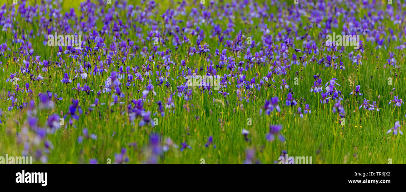 Siberian Iris, Siberian flag (Iris sibirica), blooming population, Germany, Bavaria, Staffelseemoore Stock Photo