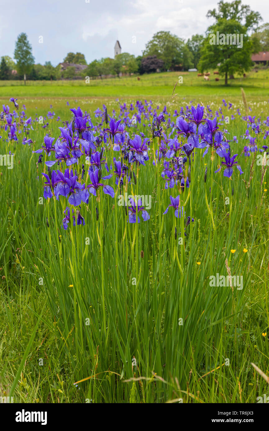 Siberian Iris, Siberian flag (Iris sibirica), blooming population with little village in the background, Germany, Bavaria, Staffelseemoore Stock Photo