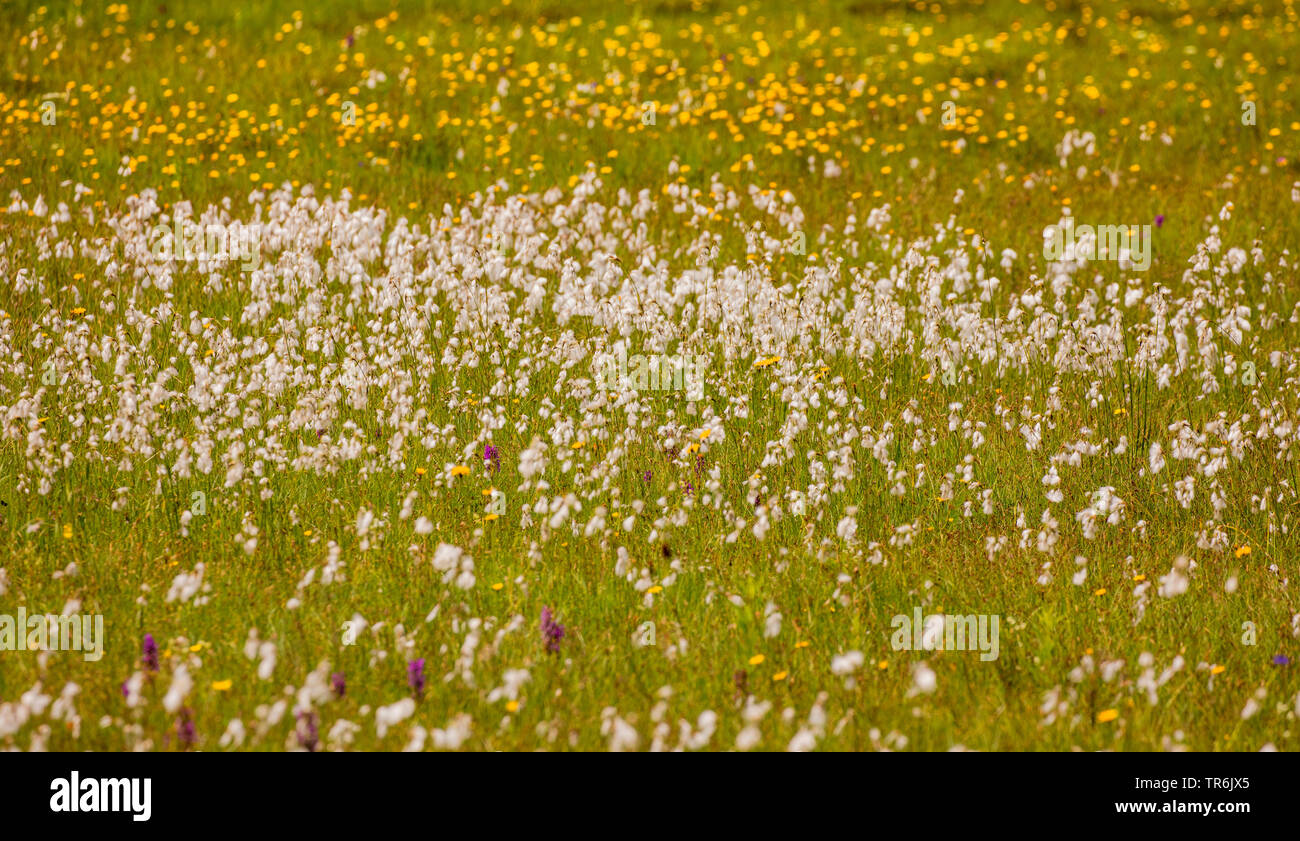 cotton-grass (Eriophorum spec.), fruiting in a low moor, Germany, Bavaria, Staffelseemoore Stock Photo