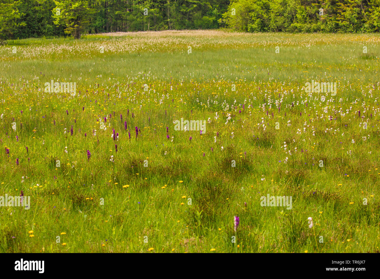 common spotted-orchid (Dactylorhiza fuchsii, Dactylorhiza maculata ssp. fuchsii), low moor with orchids and cooton grass, Germany, Bavaria, Staffelseemoore Stock Photo