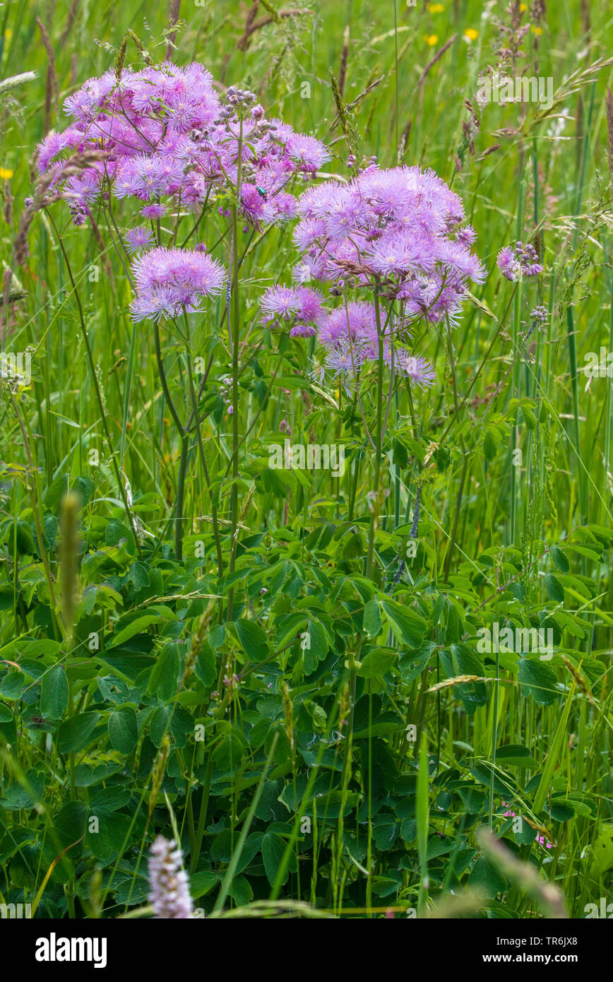 Greater meadow-rue, Columbine meadow-rue, French meadow-rue (Thalictrum aquilegiifolium), blooming, Germany, Bavaria, Riemer See Stock Photo