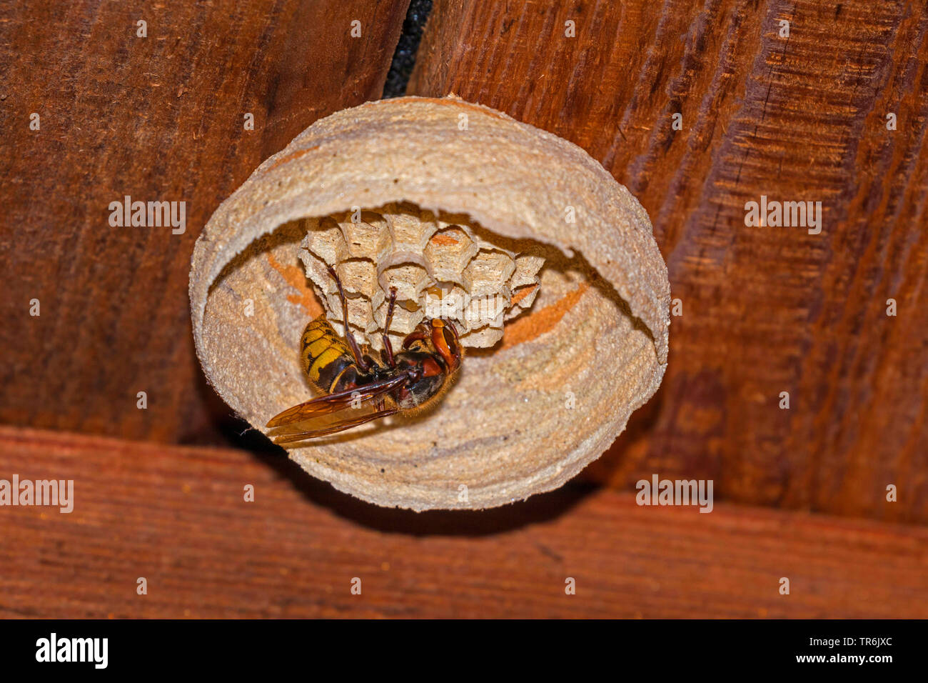 hornet, brown hornet, European hornet (Vespa crabro), queen feeding juveniles, Germany, Bavaria, Isental Stock Photo